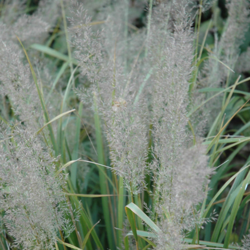 CALAMAGROSTIS BRACHYTRICHA