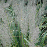 CALAMAGROSTIS BRACHYTRICHA