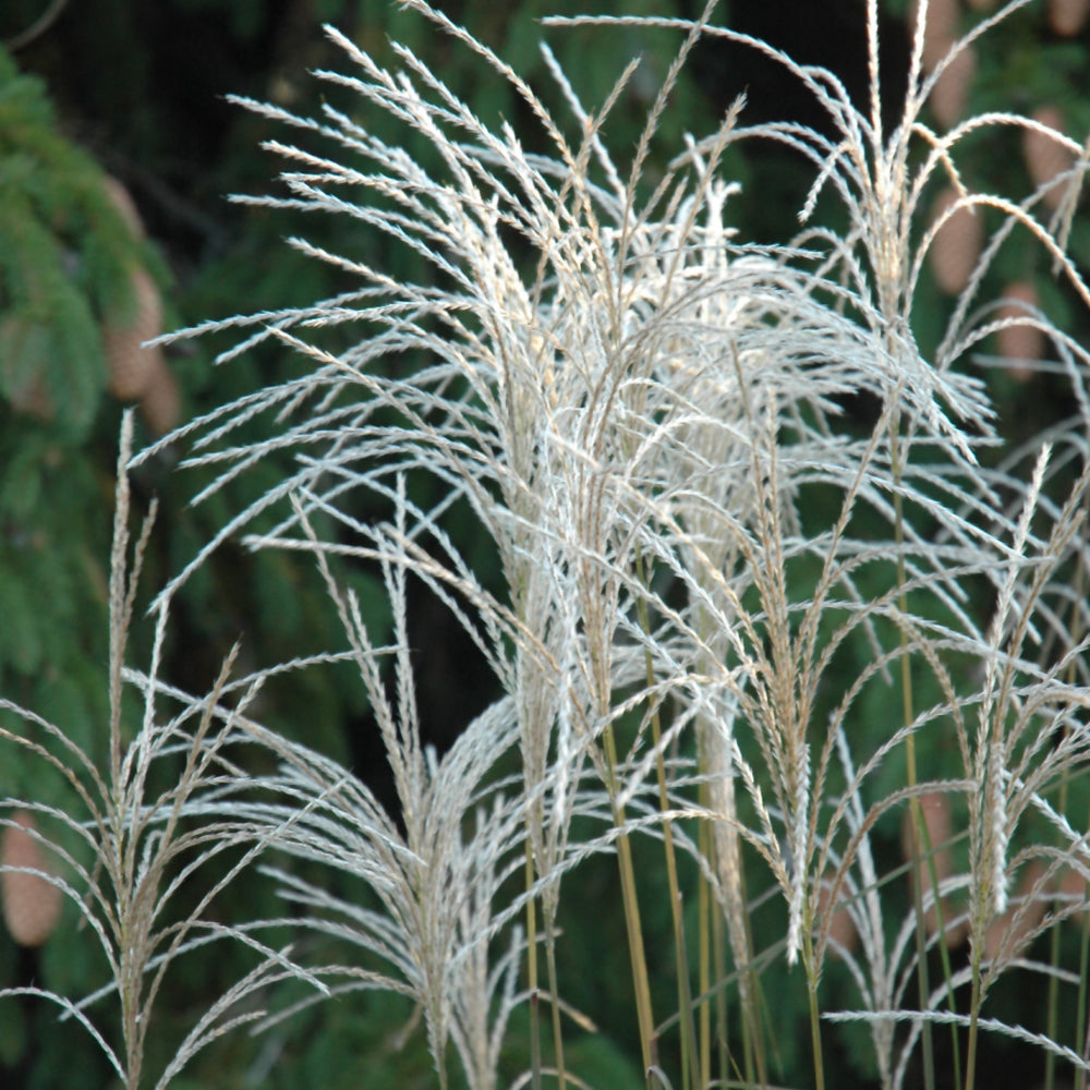 MISCANTHUS GRAZIELLA