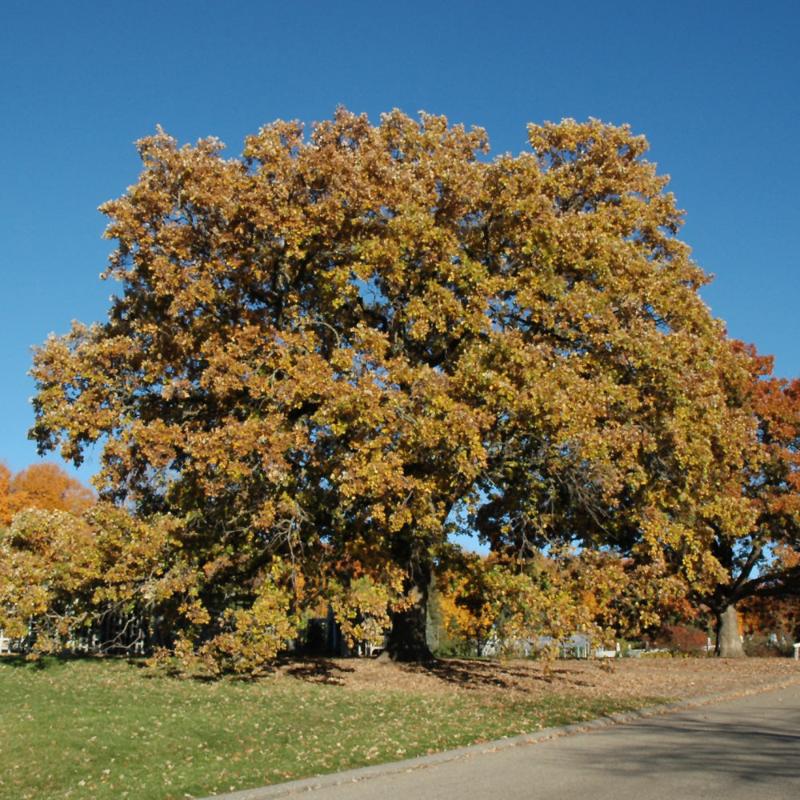 OAK BUR