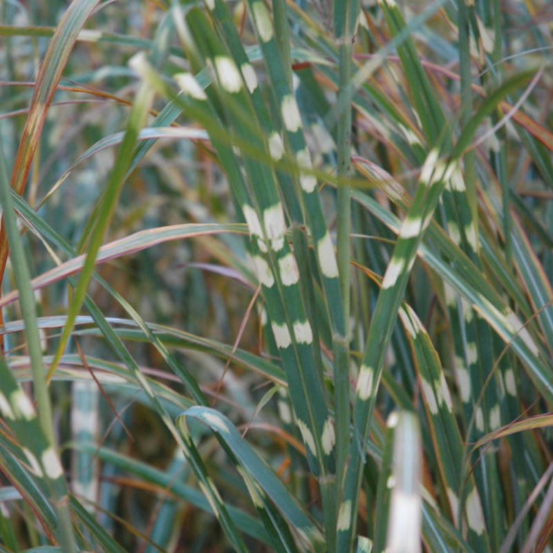 MISCANTHUS ZEBRINUS