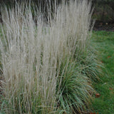 CALAMAGROSTIS AVALANCHE