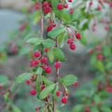 CRABAPPLE LOUISA