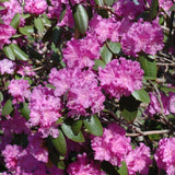 RHODODENDRON PJM