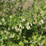 GOOSEBERRY PIXWELL