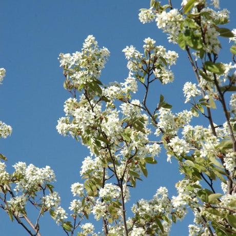 SERVICEBERRY ALLEGHENY