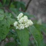 ELDERBERRY AMERICAN