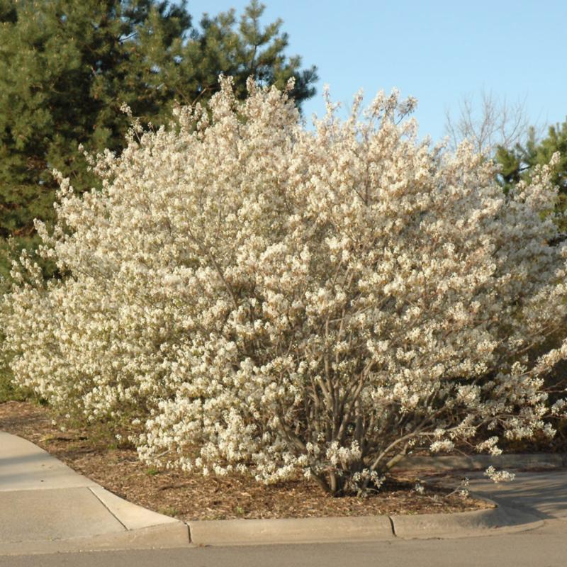 SERVICEBERRY DOWNY