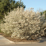 SERVICEBERRY DOWNY