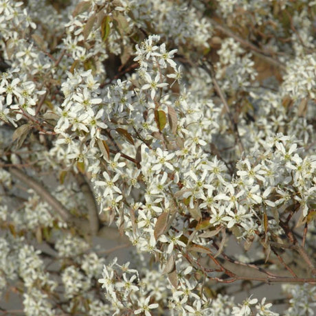 SERVICEBERRY DOWNY