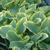 HOSTA SAGAE