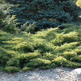 JUNIPER GOLD STAR