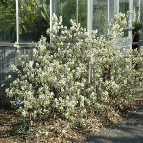 SERVICEBERRY REGENT