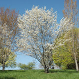 SERVICEBERRY PRINCESS DIANA