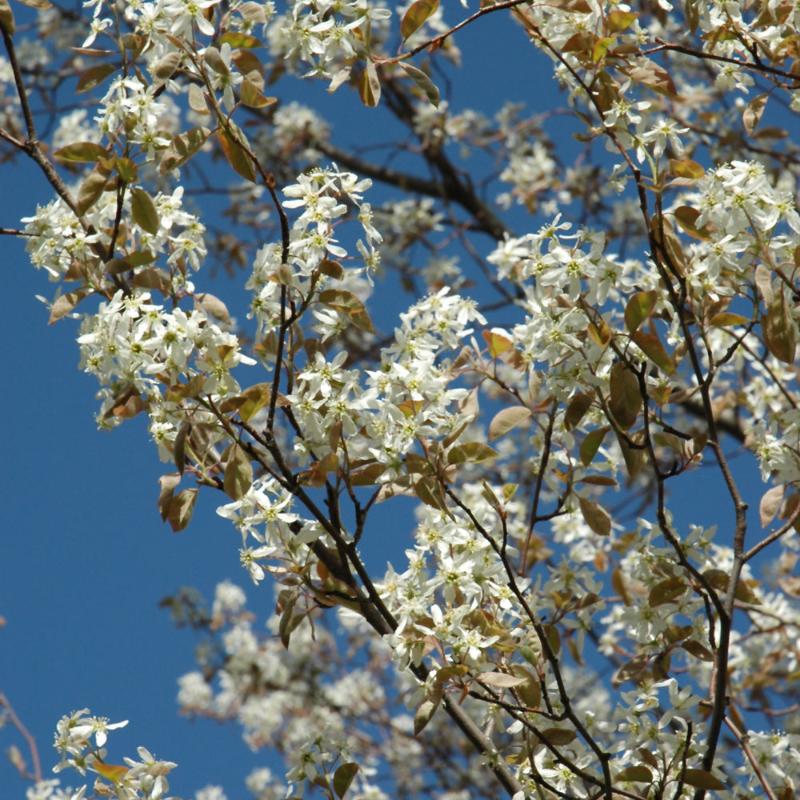 SERVICEBERRY PRINCESS DIANA