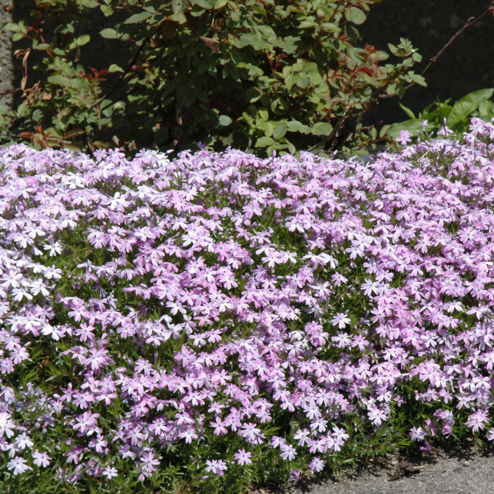 PHLOX EMERALD BLUE