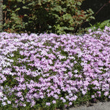 PHLOX EMERALD BLUE