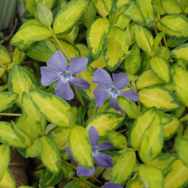 VINCA MINOR ILLUMINATION