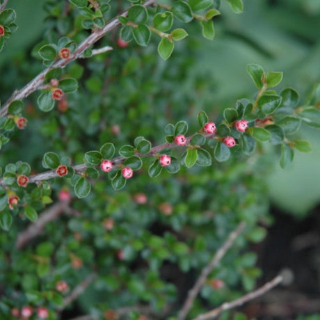 COTONEASTER HESSEI