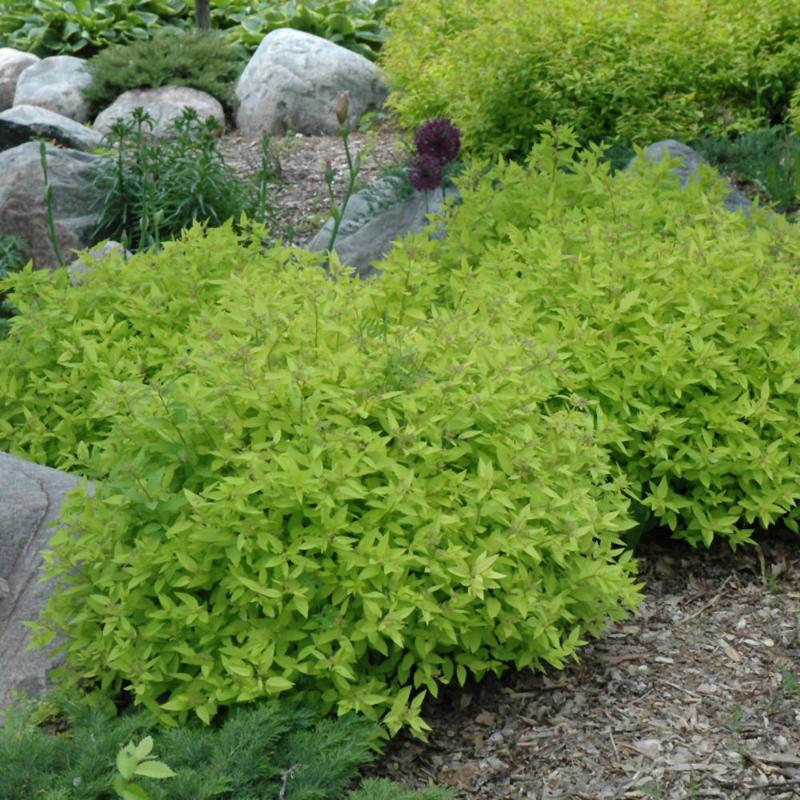 SPIREA GOLDMOUND