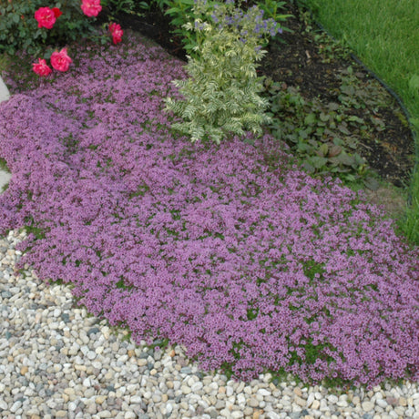 THYMUS COCCINEUS