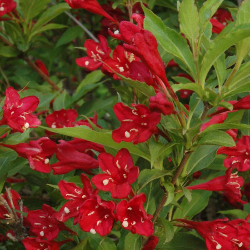 WEIGELA RED PRINCE