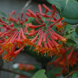 HONEYSUCKLE DROPMORE SCARLET