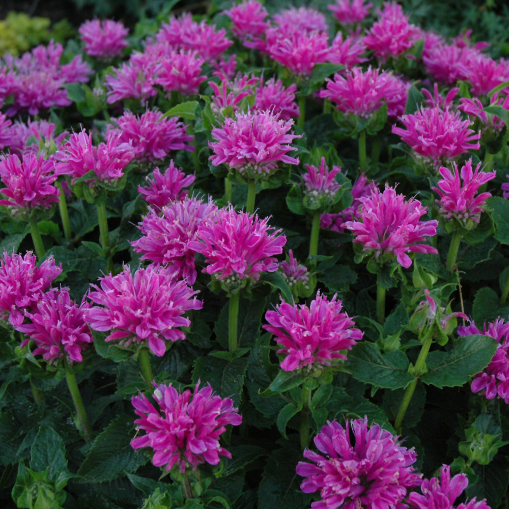 MONARDA PETITE DELIGHT