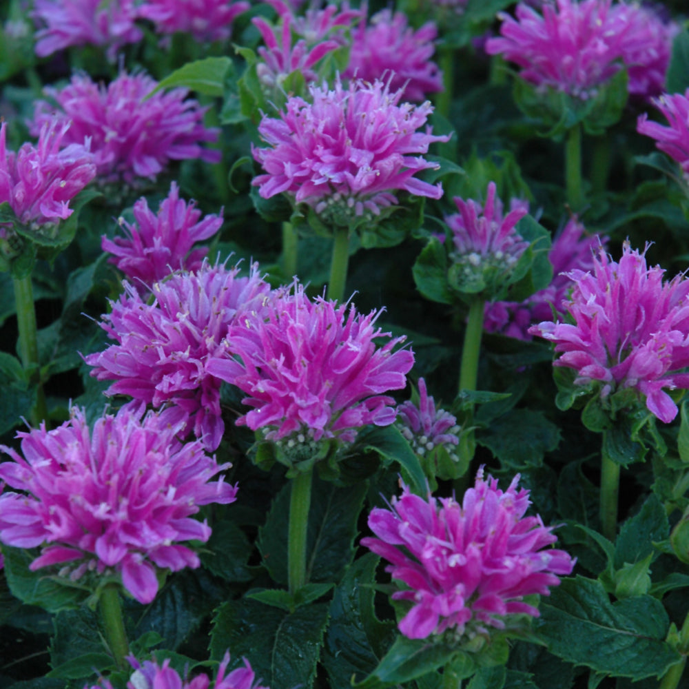 MONARDA PETITE DELIGHT