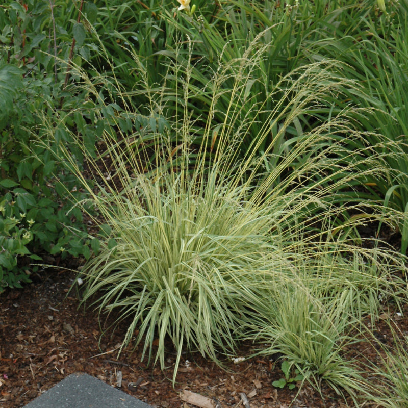 MOLINIA VARIEGATA