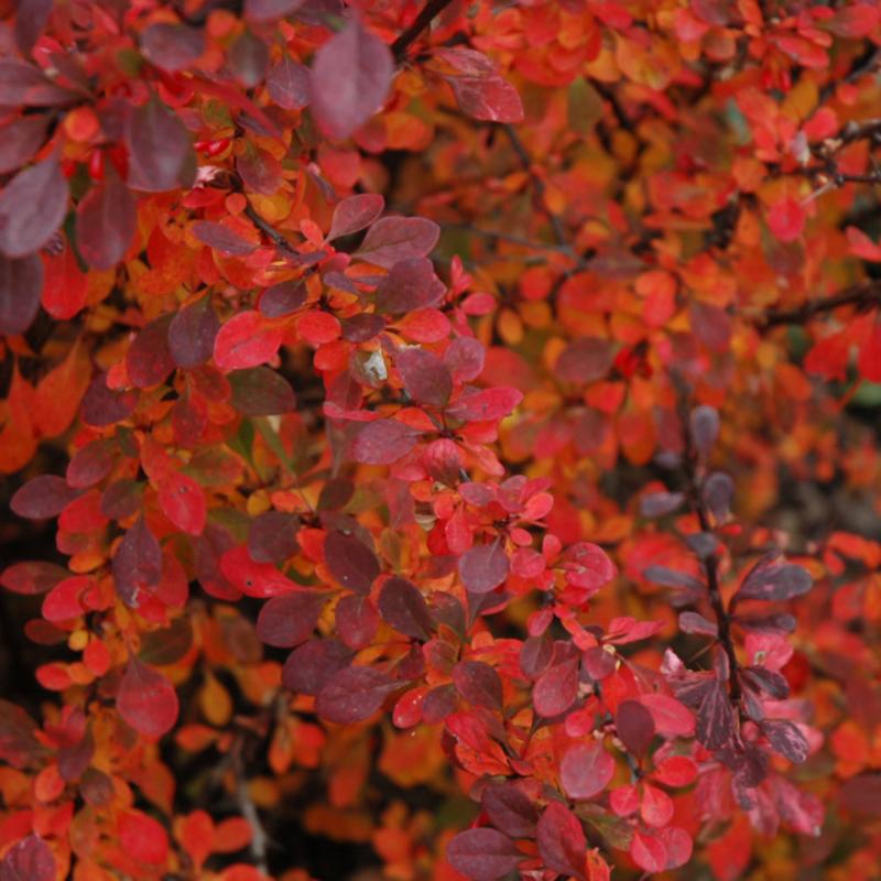 BARBERRY ROSE GLOW