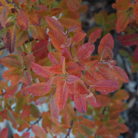 SERVICEBERRY RAINBOW PILLAR