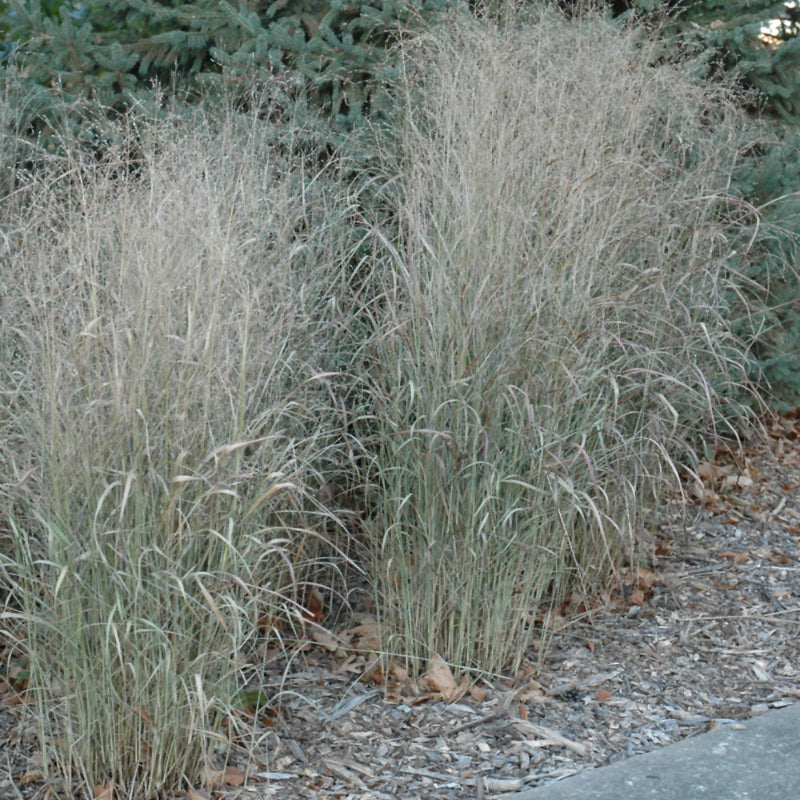 PANICUM SHENANDOAH