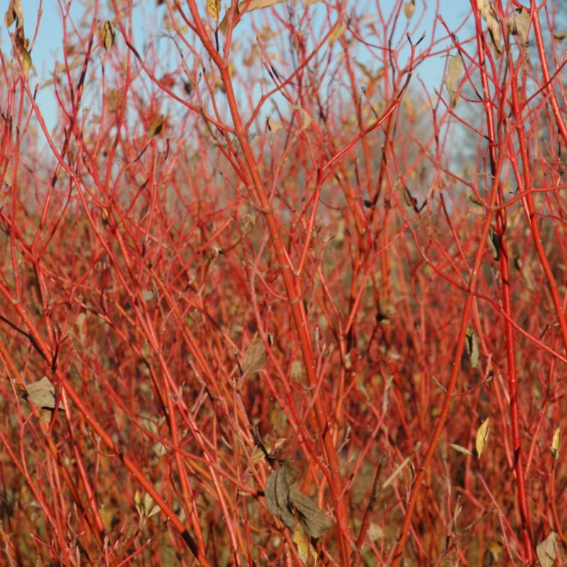 DOGWOOD CARDINAL