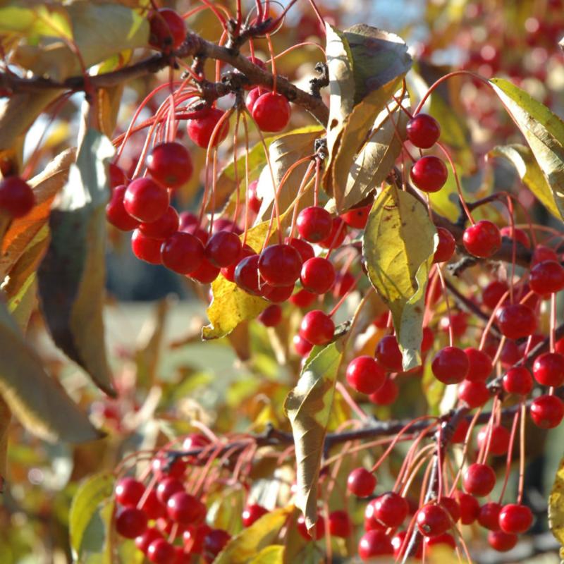 CRABAPPLE RED JEWEL