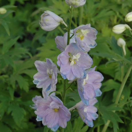 DELPHINIUM GUARDIAN LAVENDER