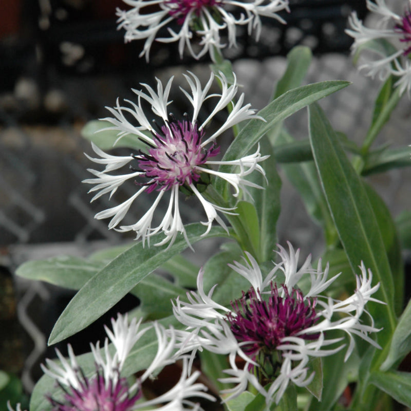 CENTAUREA AMETHYST IN SNOW