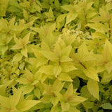 SPIREA GOLDMOUND