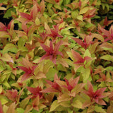 SPIREA GOLDFLAME