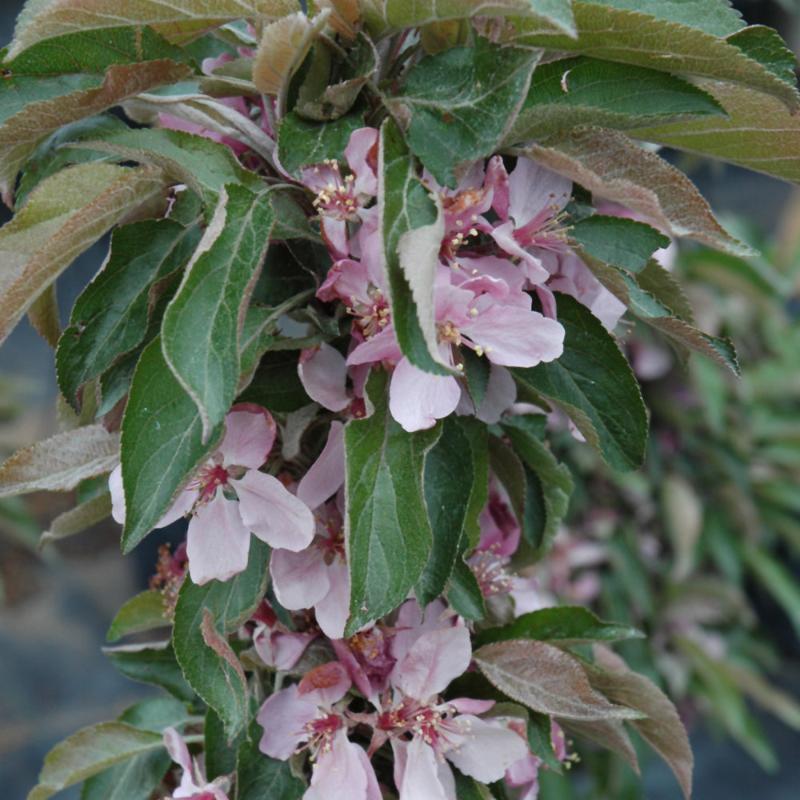 CRABAPPLE DREAMWEAVER