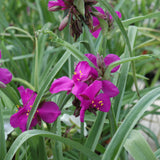 TRADESCANTIA RED GRAPE