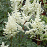 ASTILBE BRIDAL VEIL