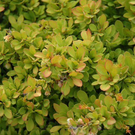 BARBERRY SUNSATION