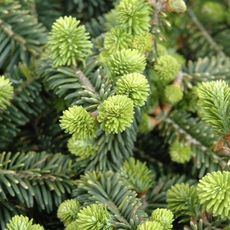 FIR DWARF BALSAM