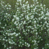 SASKATOON BERRY NORTHLINE