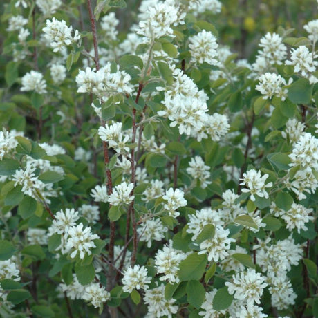 SASKATOON BERRY NORTHLINE