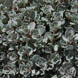 SEDUM CAUTICOLA LIDAKENSE