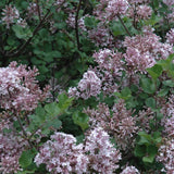 LILAC DWARF KOREAN