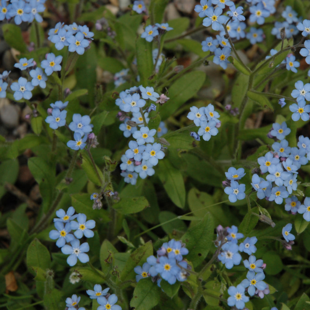 Seed- Forget-Me-Not