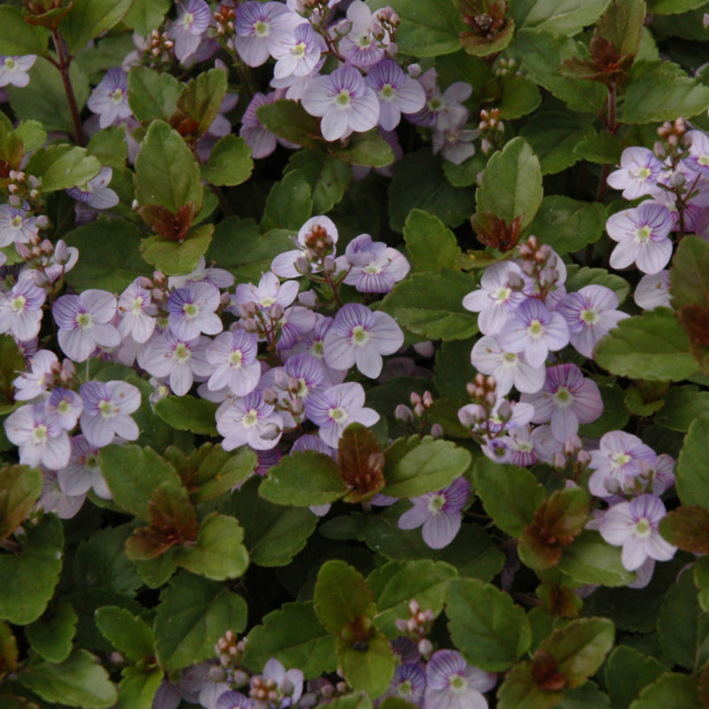 CREEPING SPEEDWELL WATERPERRY BLUE